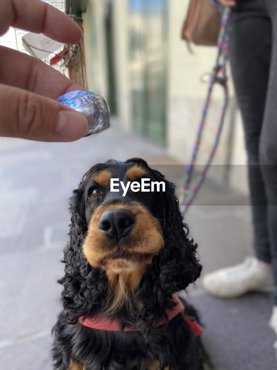 canine, dog, one animal, pet, domestic animals, mammal, animal themes, animal, hand, one person, day, focus on foreground, adult, holding, carnivore, leash, pet leash, dachshund