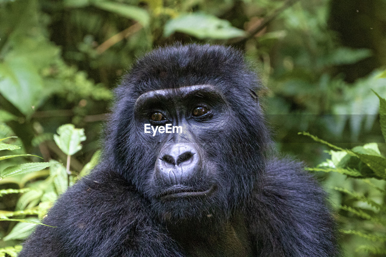 Gorilla portrait 