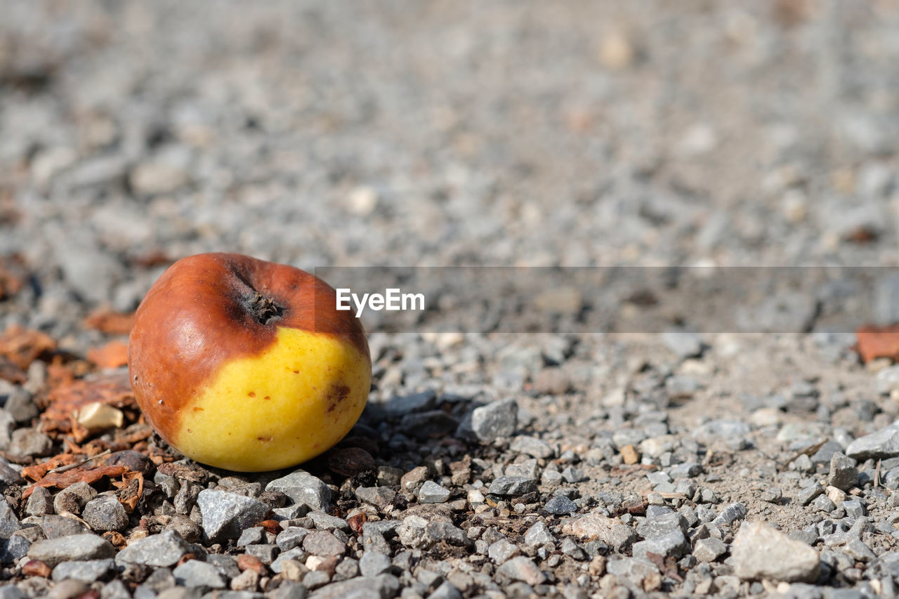 CLOSE-UP OF APPLE ON TREE