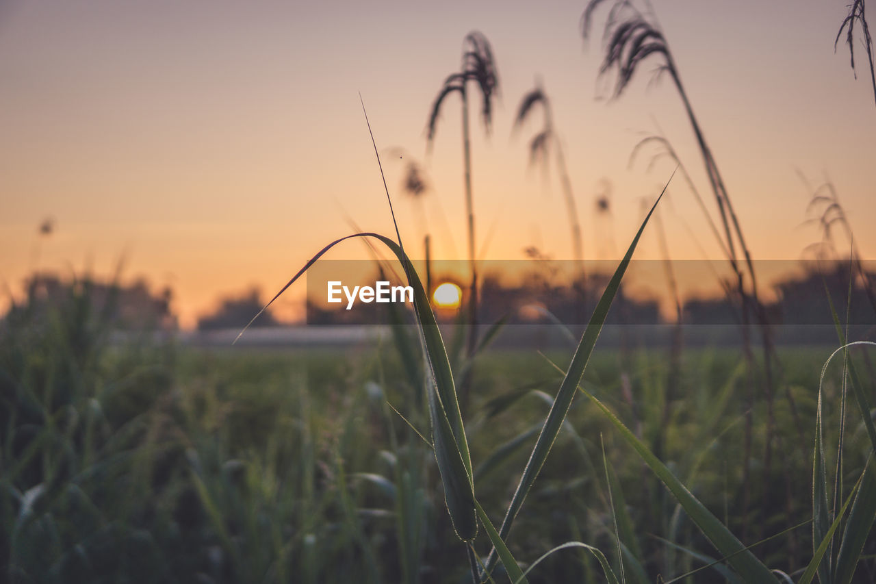 CLOSE-UP OF GRASS ON FIELD DURING SUNSET