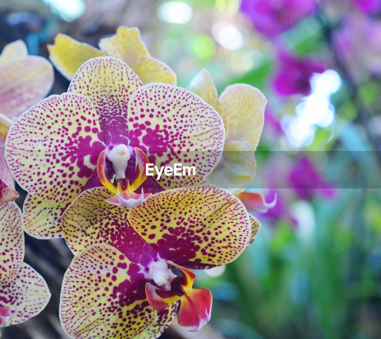 Close-up of orchids on plant