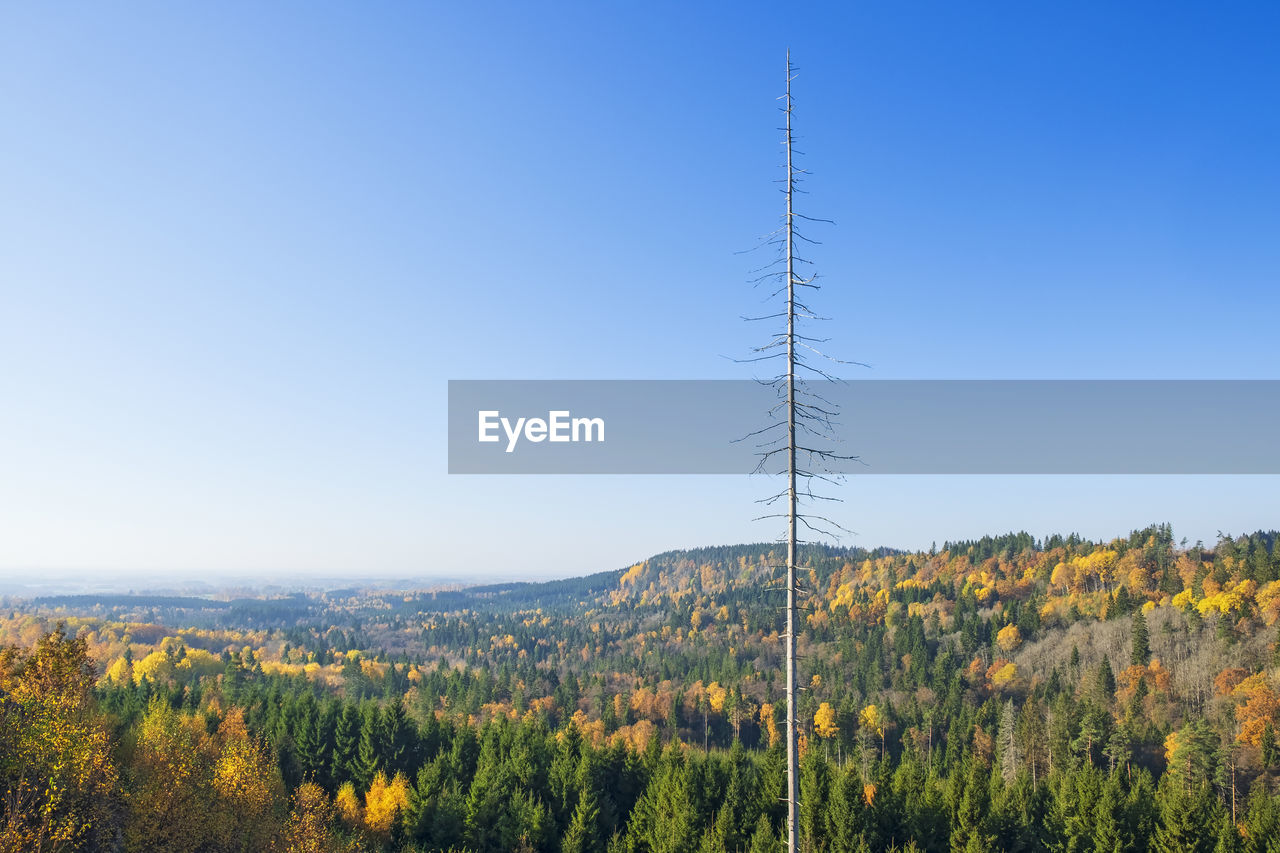 High tree snag and a beautiful autumn view of the forest