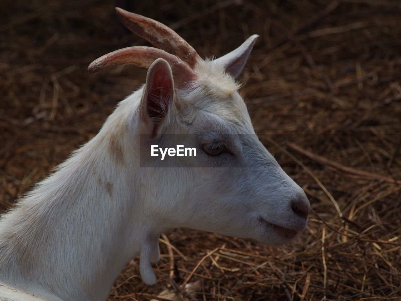 Close-up of goat at farm