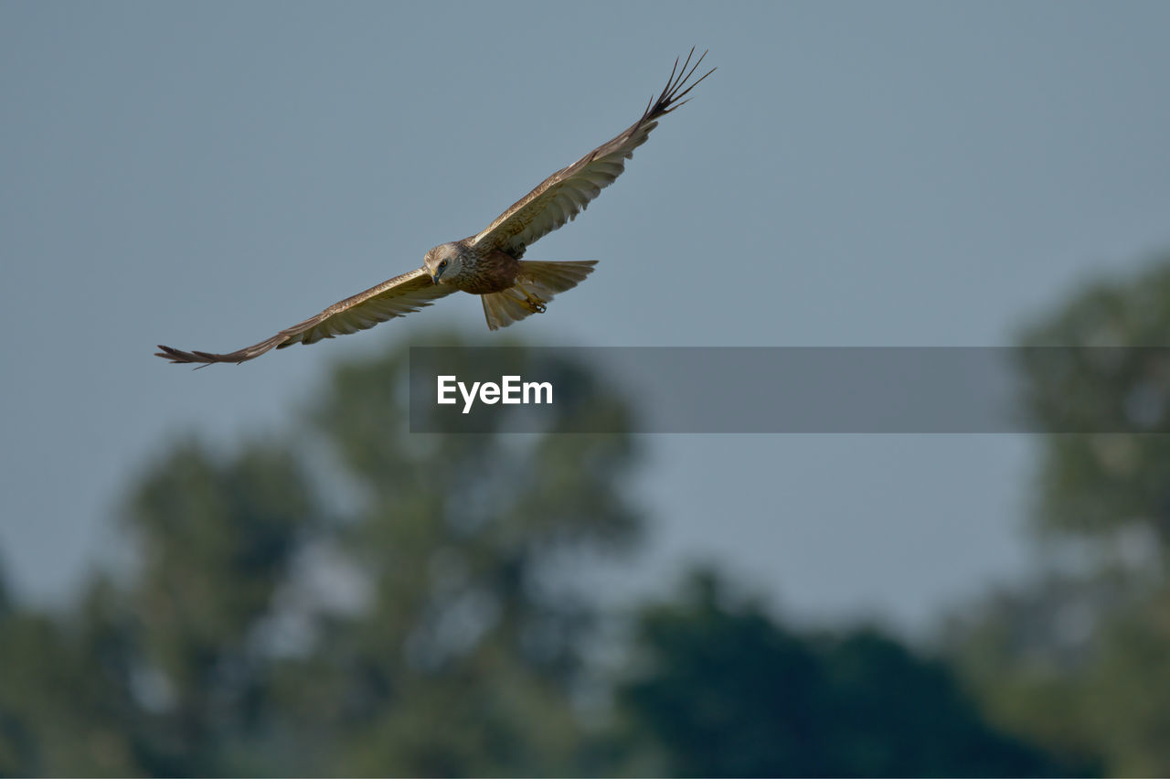 bird, animal themes, animal wildlife, animal, flying, wildlife, bird of prey, one animal, spread wings, eagle, animal body part, nature, mid-air, tree, no people, sky, falcon, motion, day, outdoors, plant, wing, low angle view, vulture, focus on foreground, animal wing, buzzard, full length, beauty in nature