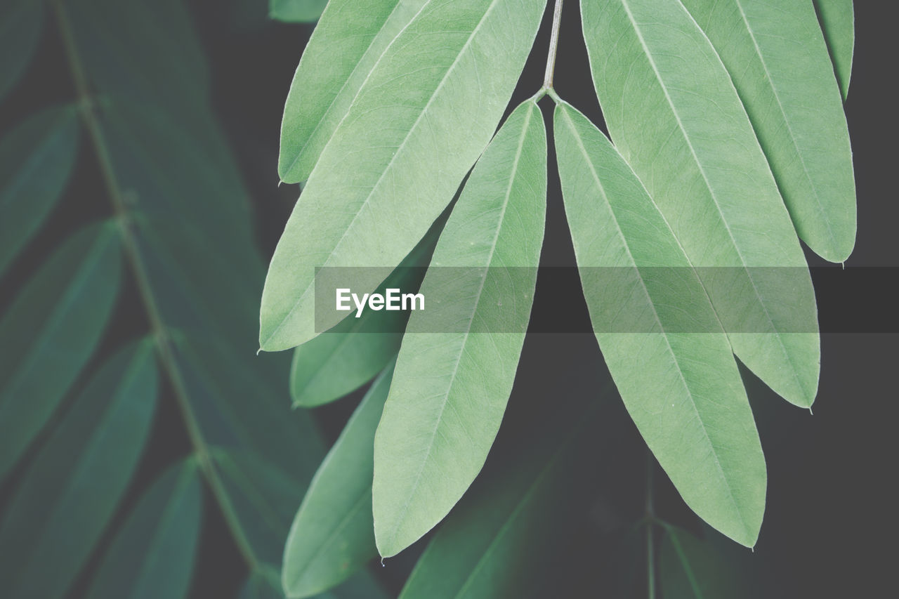 Close-up of fresh green leaves