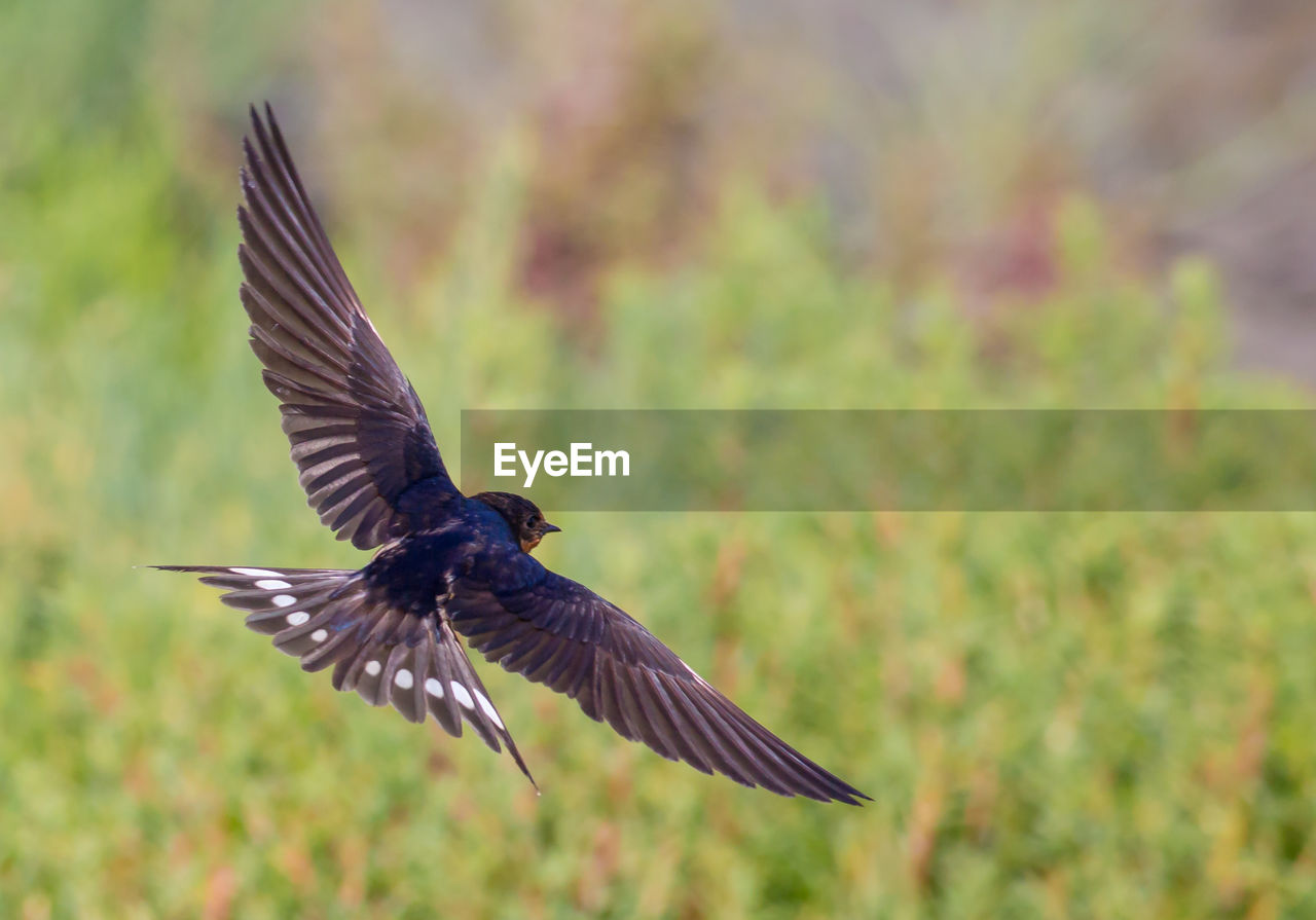 CLOSE-UP OF BIRD FLYING IN MID-AIR