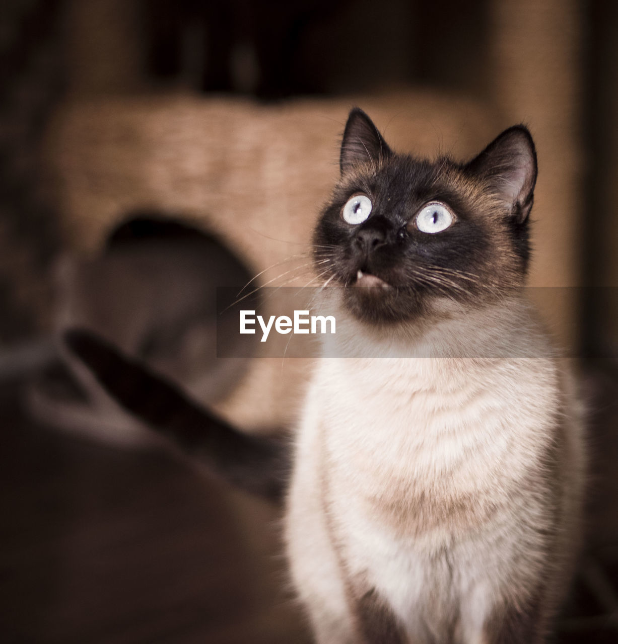 CLOSE-UP OF A CAT LOOKING UP