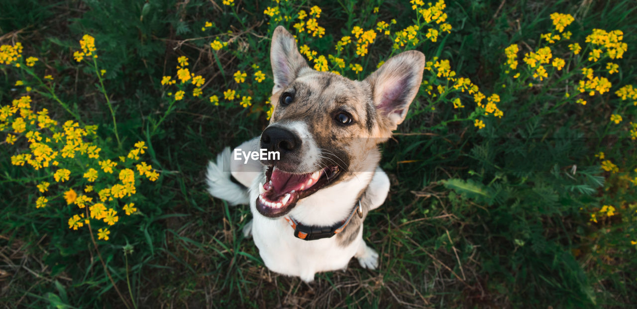 PORTRAIT OF DOG LYING ON FIELD