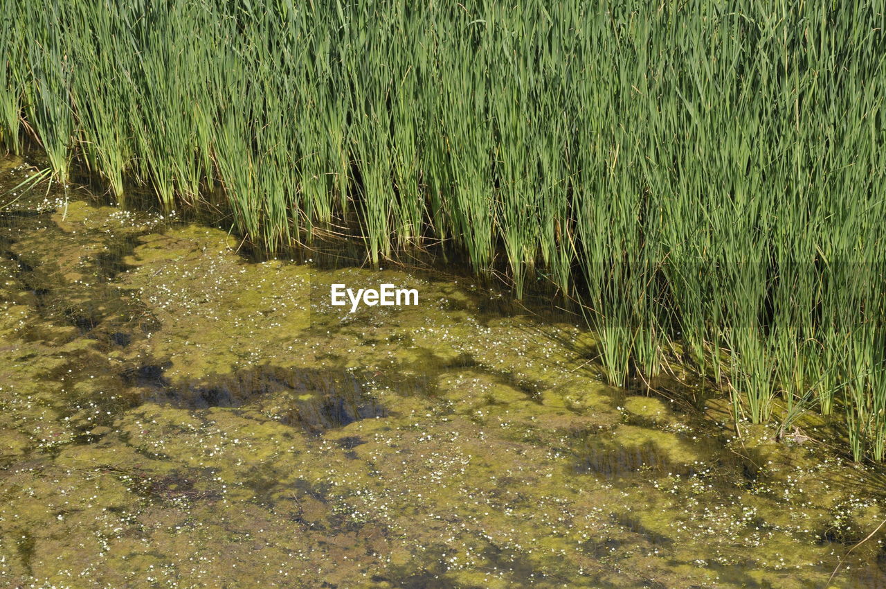 HIGH ANGLE VIEW OF WATER FLOWING ON LANDSCAPE