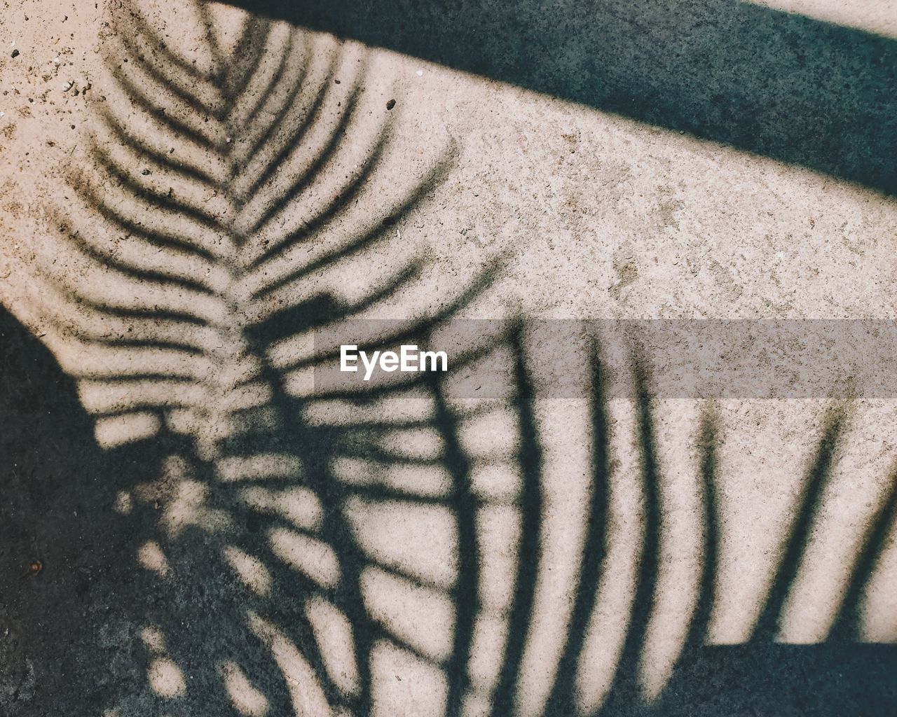 HIGH ANGLE VIEW OF A SHADOW OF A ZEBRA