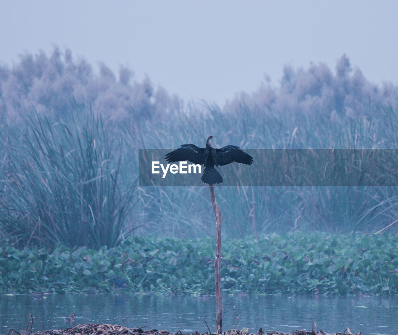 Cormorant sitting at a perch with wings spread