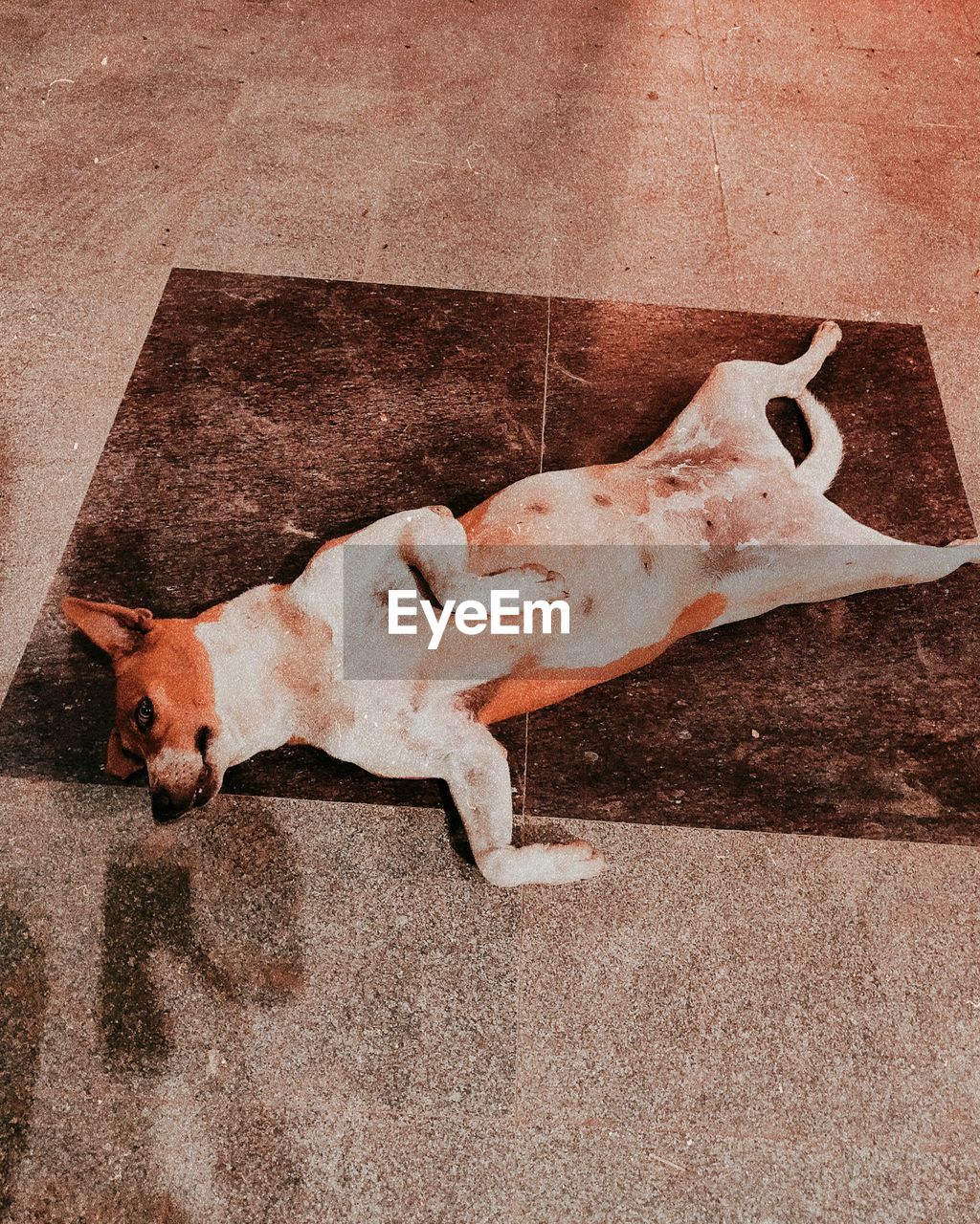 HIGH ANGLE VIEW OF DOG SLEEPING ON CARPET