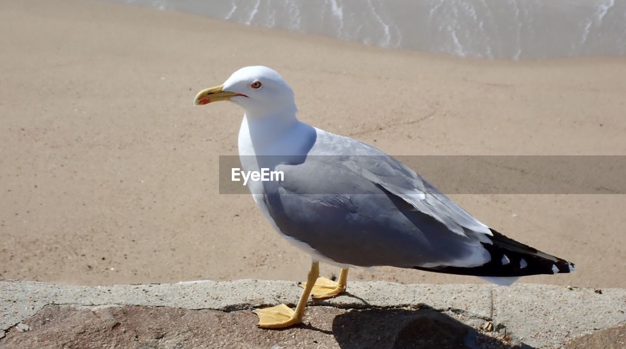 Seagull perching on a land