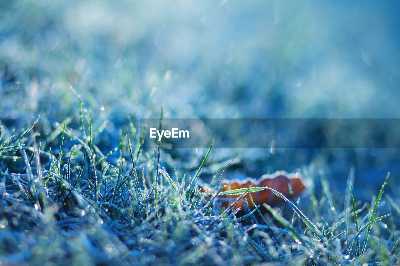 CLOSE-UP OF GRASSY FIELD