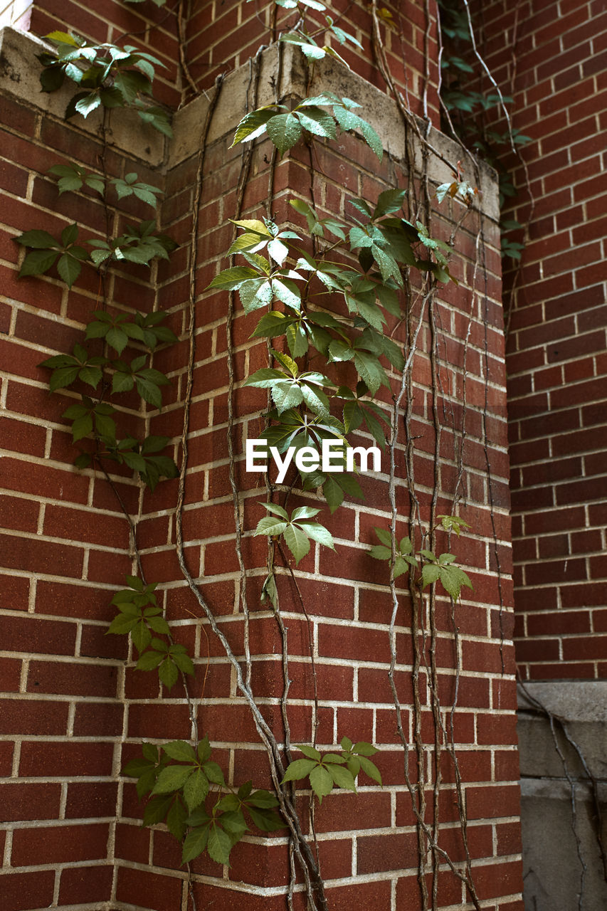 CLOSE-UP OF IVY GROWING ON WALL