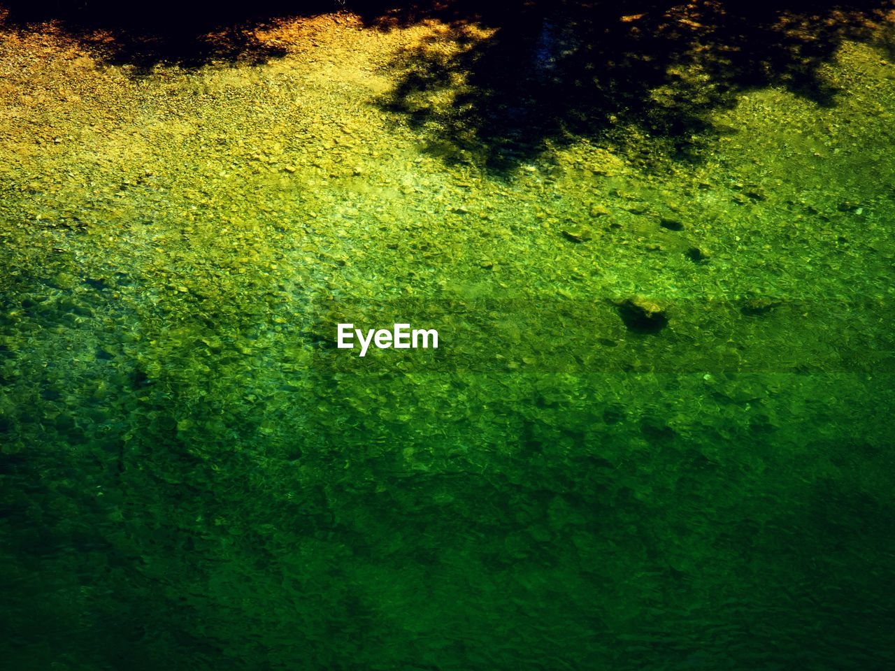 HIGH ANGLE VIEW OF A BIRD ON GRASS