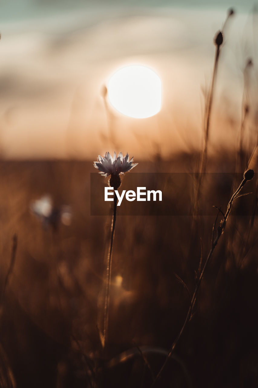 plant, sunlight, light, nature, reflection, beauty in nature, sky, sunset, no people, land, tranquility, flower, focus on foreground, sun, close-up, flowering plant, grass, environment, outdoors, leaf, landscape, macro photography, scenics - nature, darkness, field, growth, back lit, fragility, selective focus, freshness, dusk, tranquil scene, water, plant stem, dry, non-urban scene, rural scene, twilight, silhouette