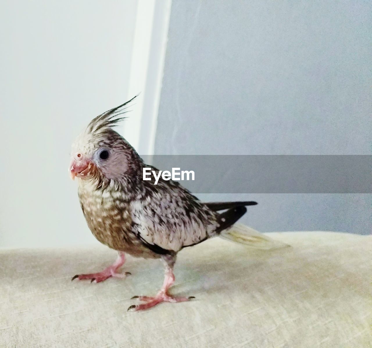 Young cockatiel on fabric against wall