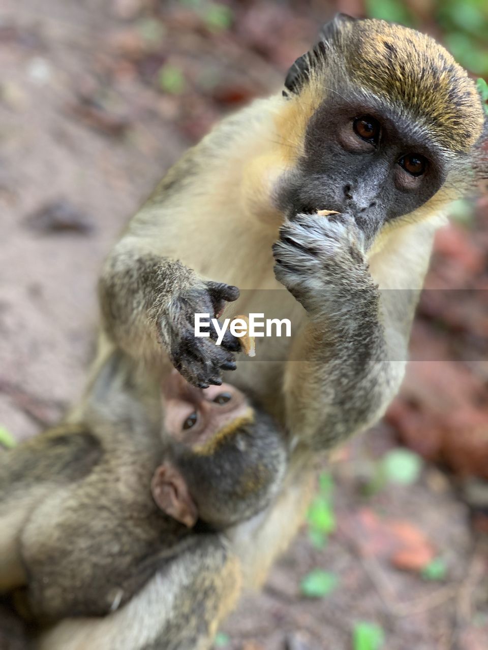 Close-up of monkey eating outdoors