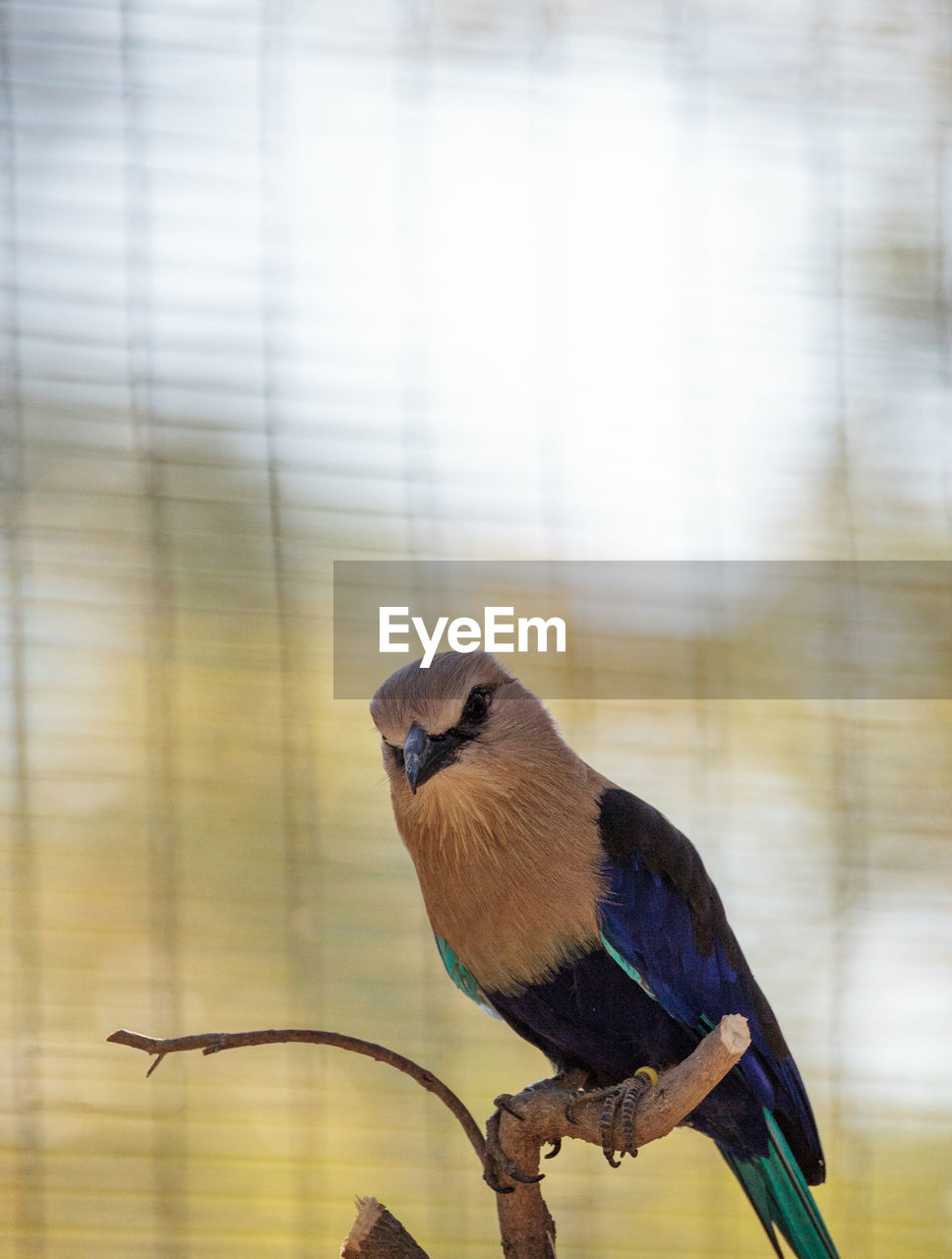 Blue-bellied roller called coracias cyanogaster is found in senegal to zaire and sudan