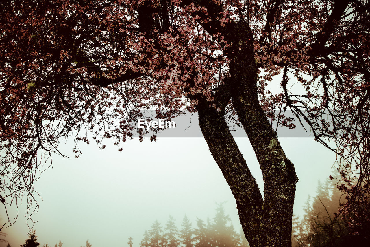 Low angle view of bare trees against sky