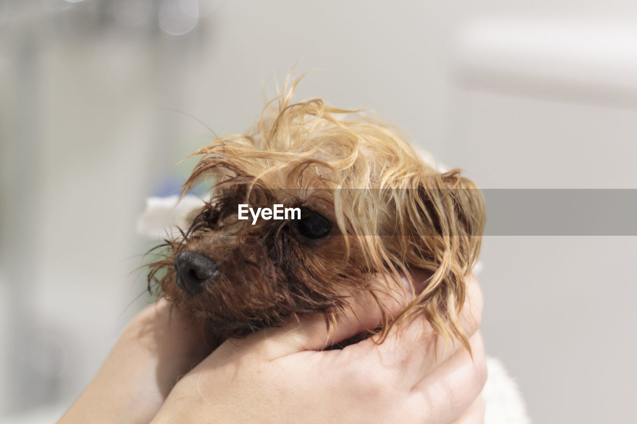 Close-up of hand holding small wet dog after bath