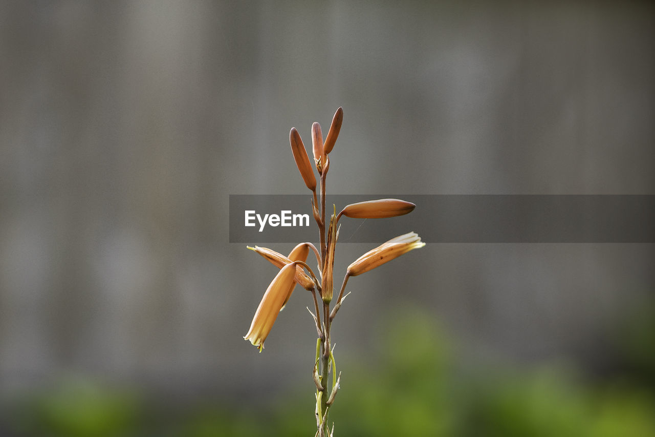 Close-up of flowering plant