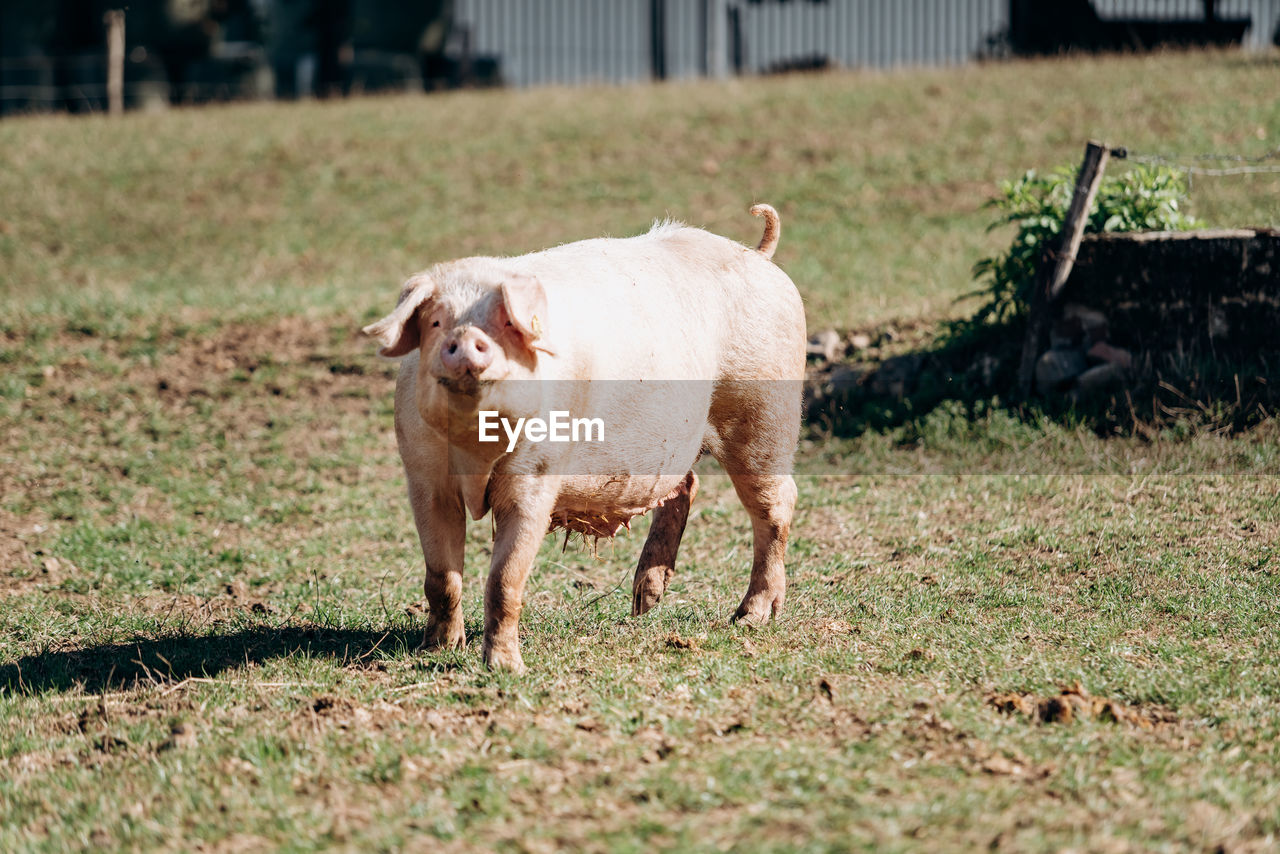 PORTRAIT OF SHEEP ON FIELD