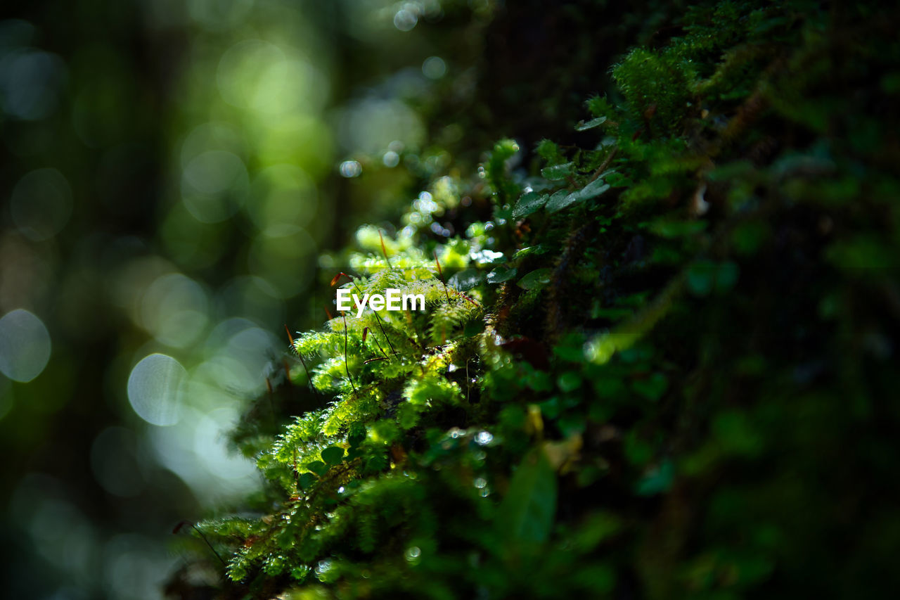 CLOSE-UP OF LICHEN GROWING ON TREE