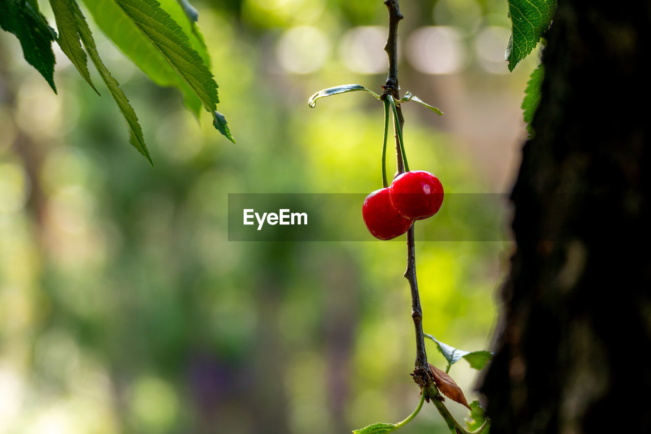 CLOSE-UP OF RED BERRIES ON TREE