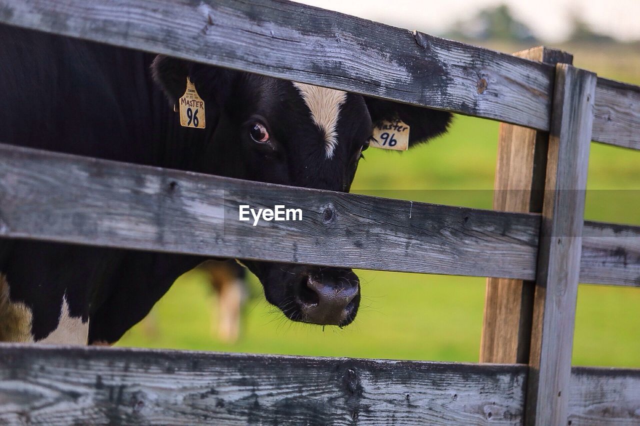 Cow looking through wooden fence
