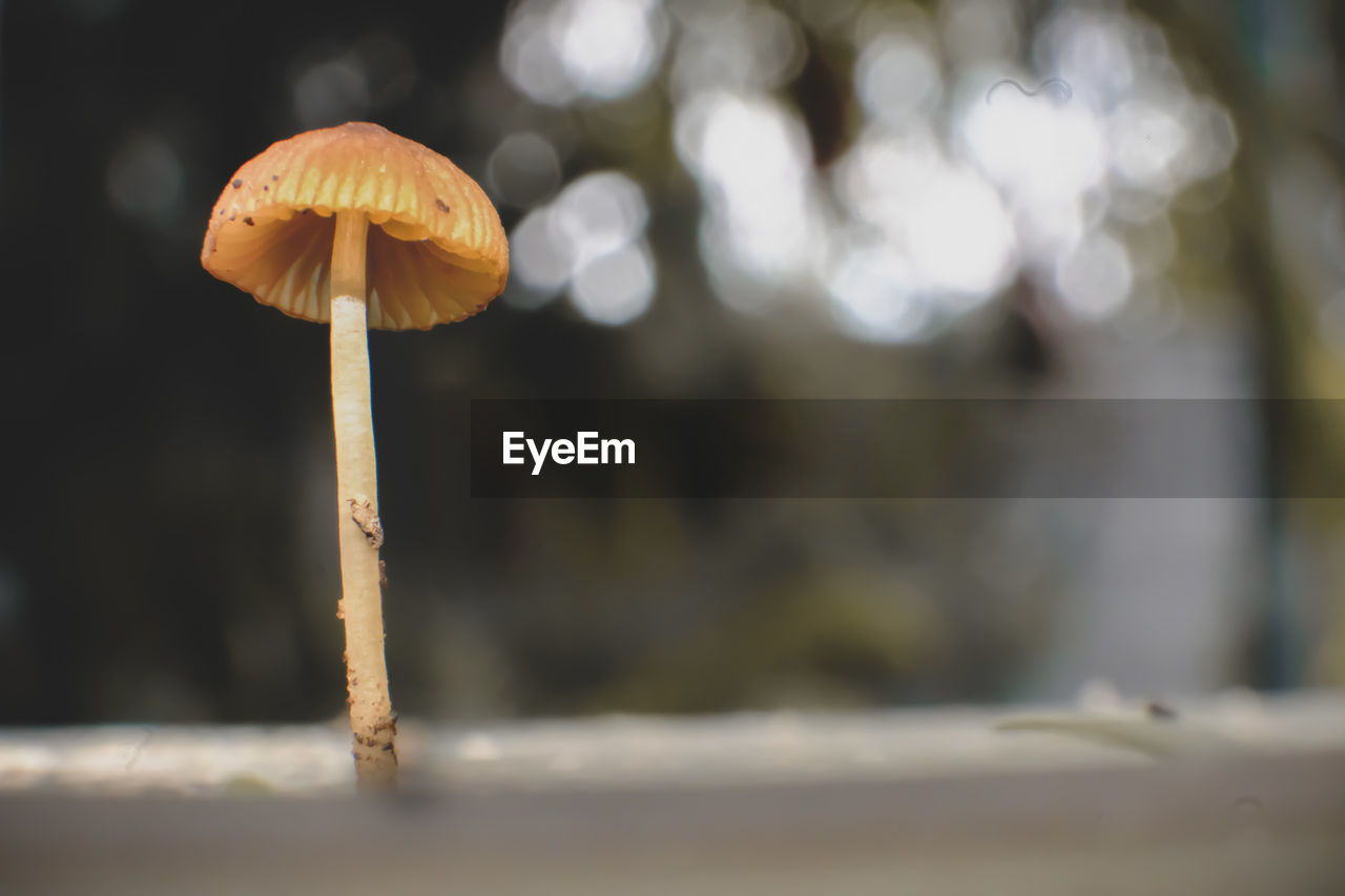 CLOSE-UP OF MUSHROOM GROWING OUTDOORS