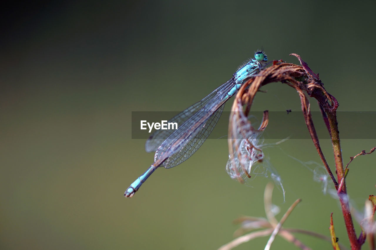 CLOSE-UP OF DRAGONFLY ON PLANT OUTDOORS