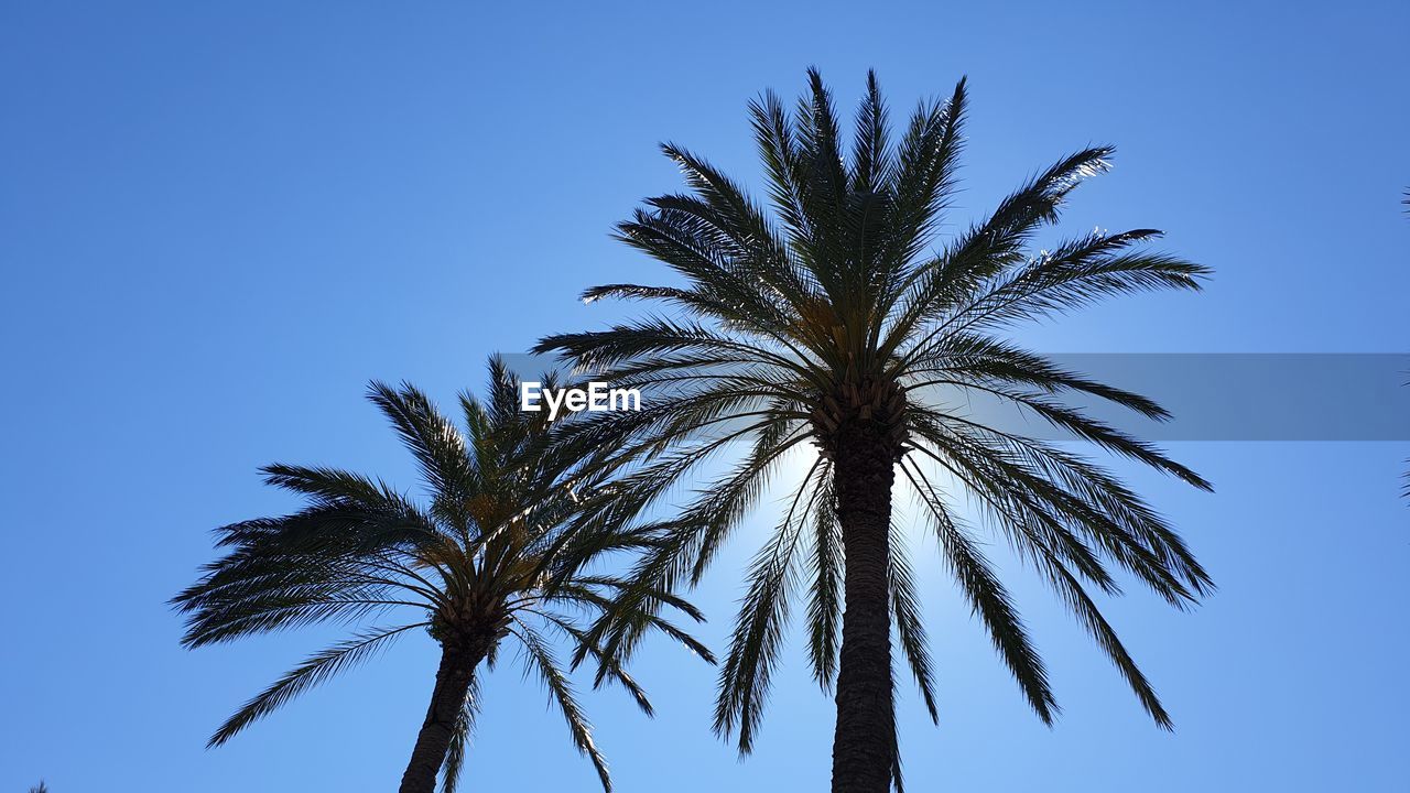 Low angle view of palm tree against clear blue sky