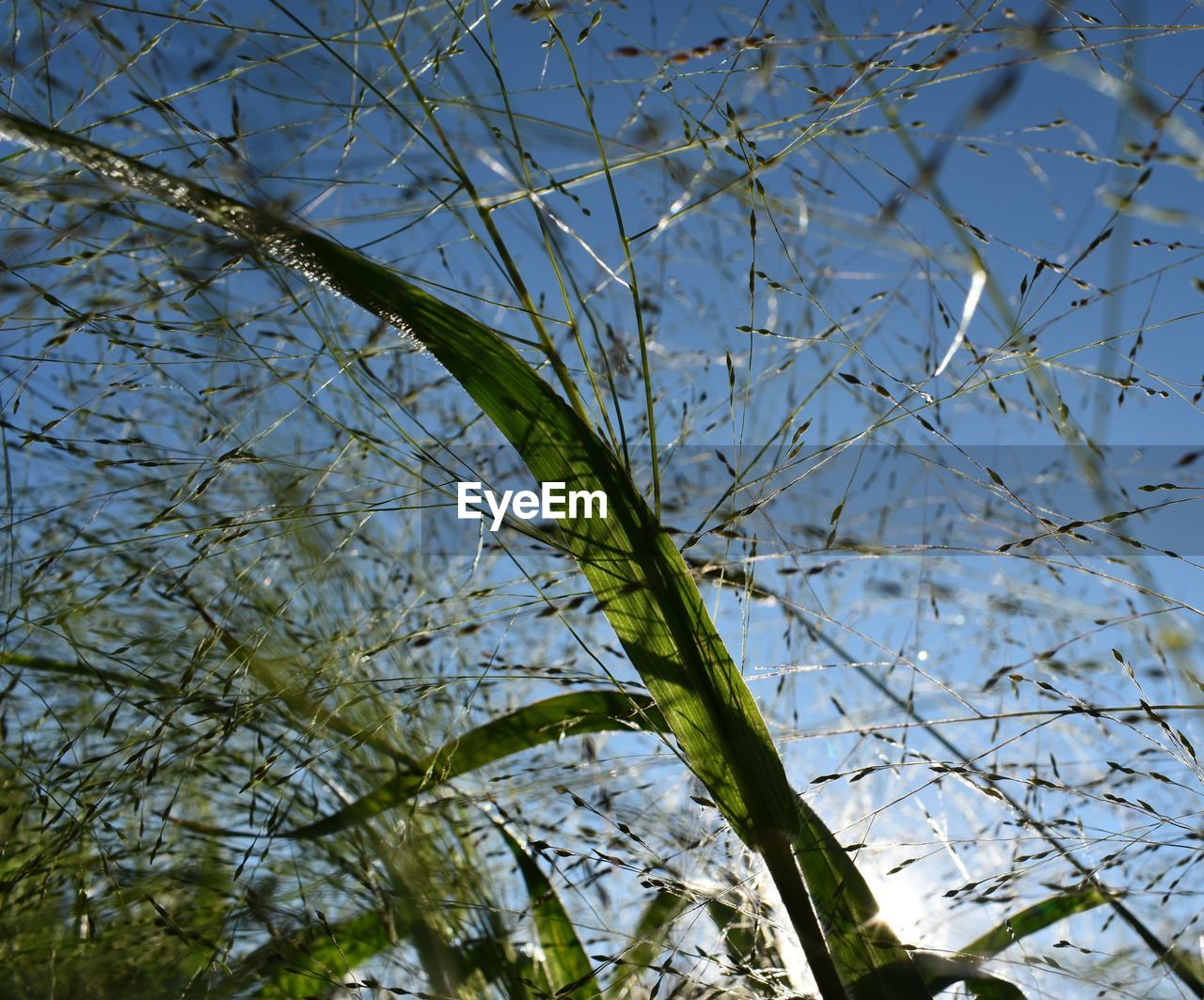 LOW ANGLE VIEW OF PLANTS AGAINST SKY