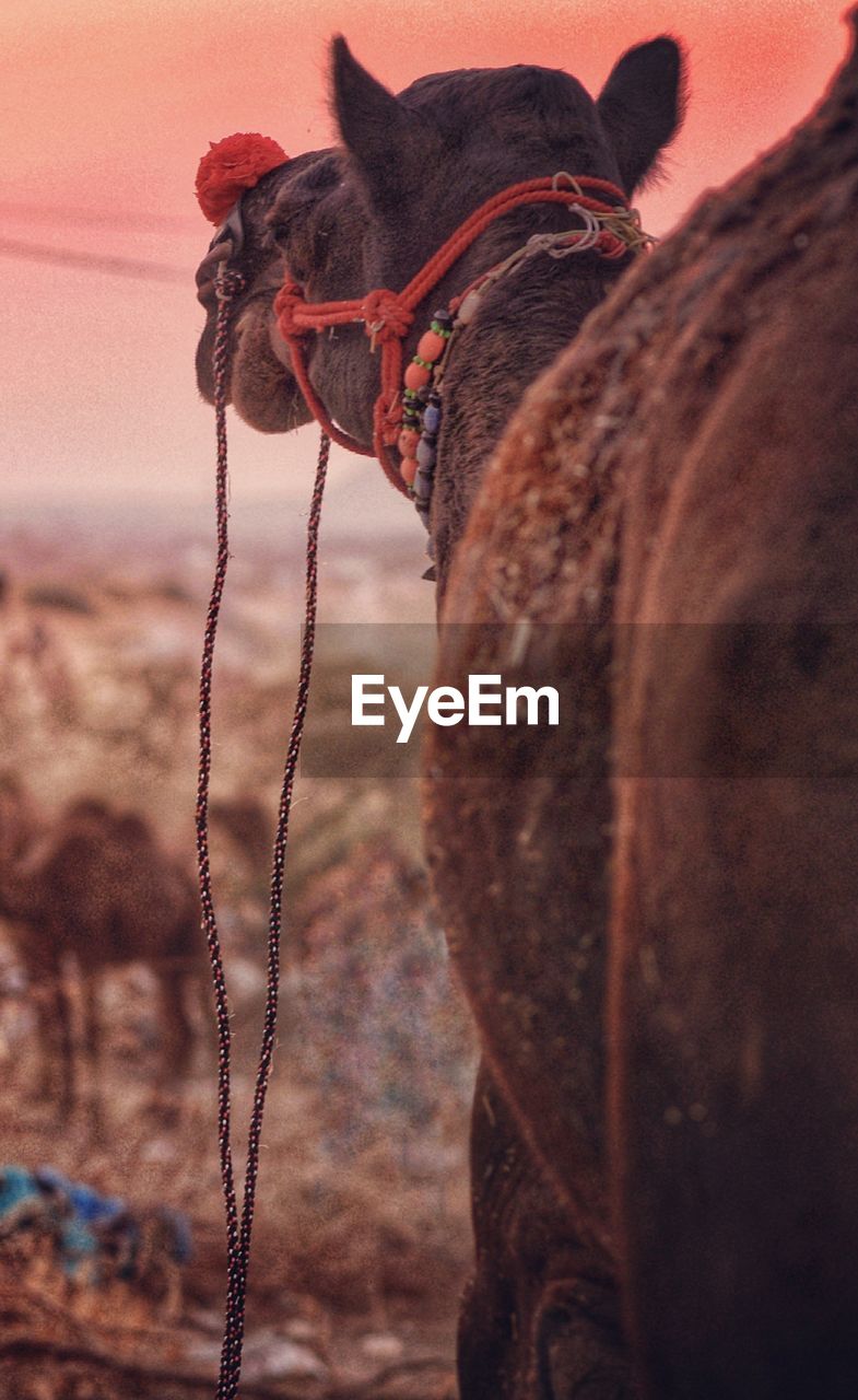 CLOSE-UP OF HORSE AGAINST SUNSET SKY