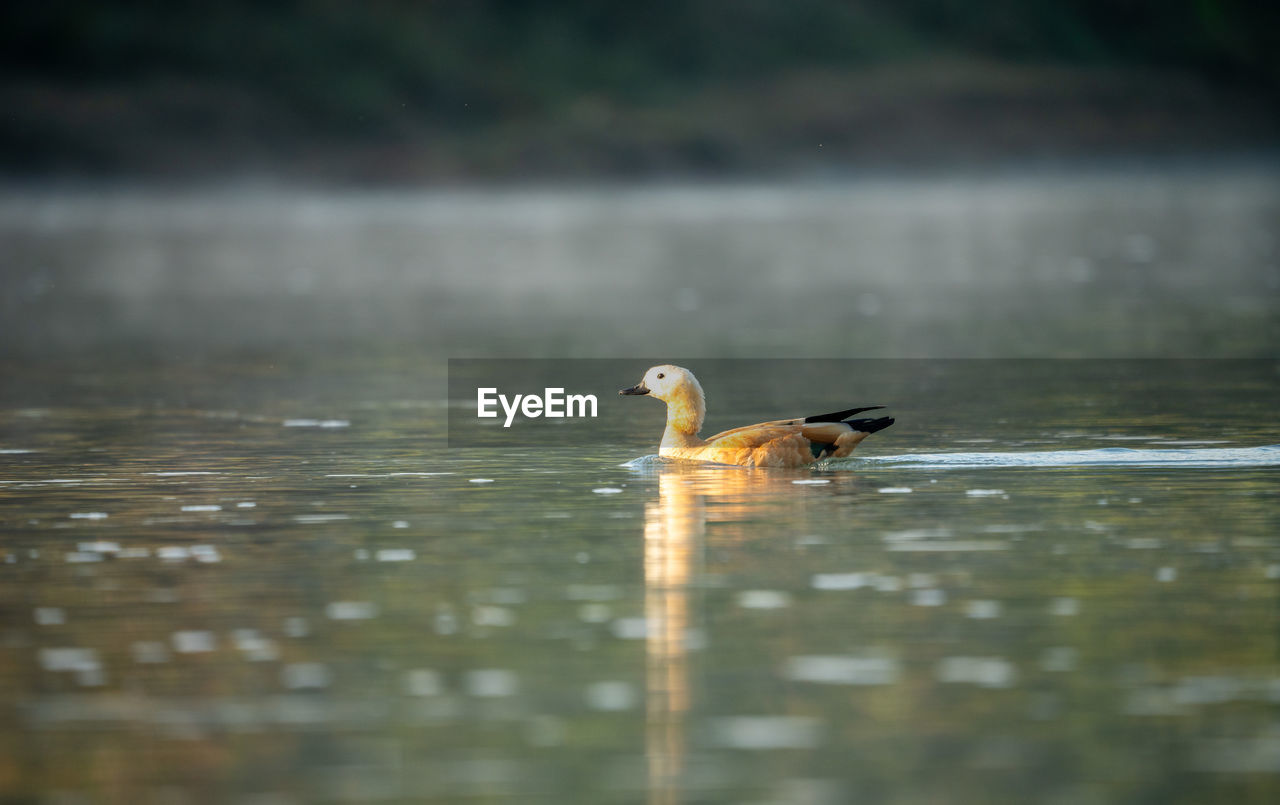 animal themes, animal, animal wildlife, nature, wildlife, bird, water, reflection, duck, one animal, lake, water bird, no people, ducks, geese and swans, selective focus, morning, swimming, day, outdoors, beak, beauty in nature, side view, poultry