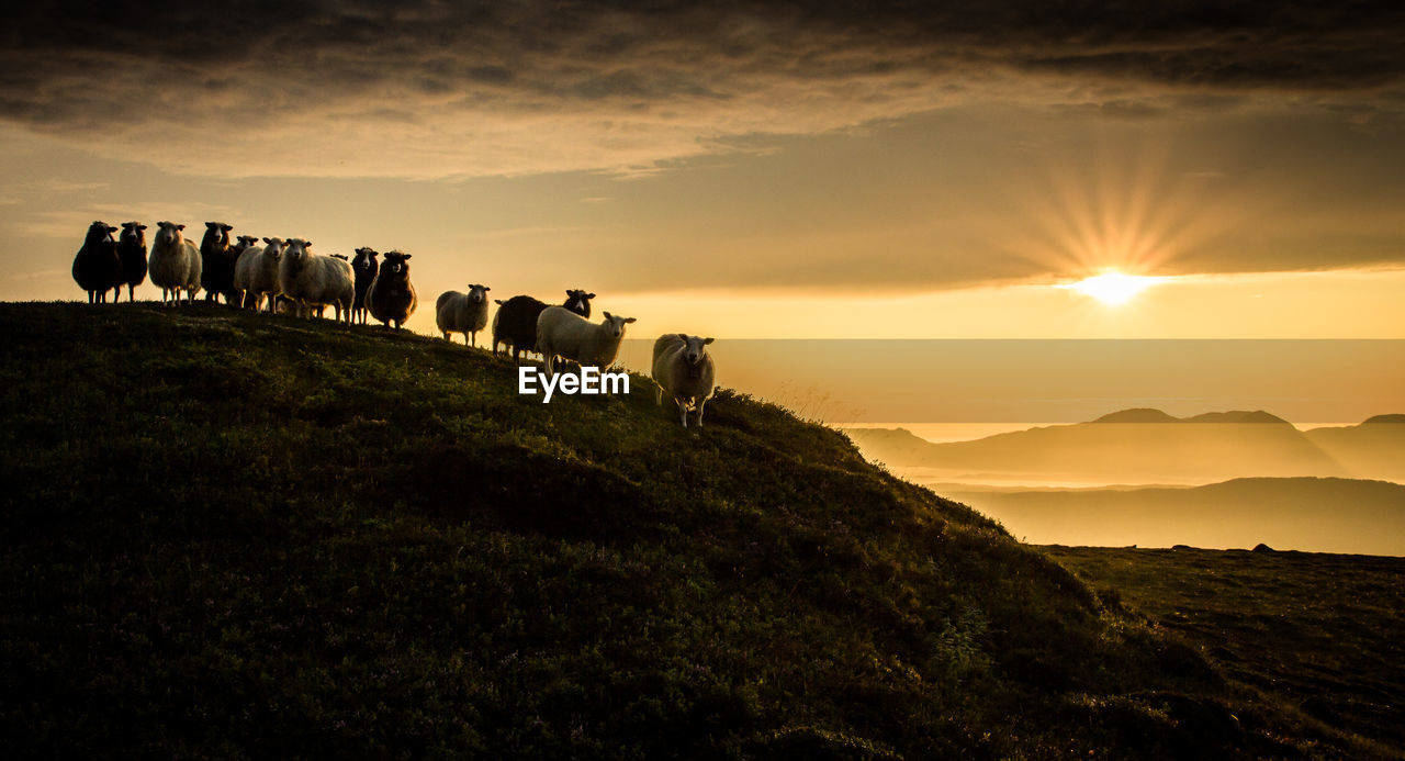 Sheep on countryside landscape at sunset