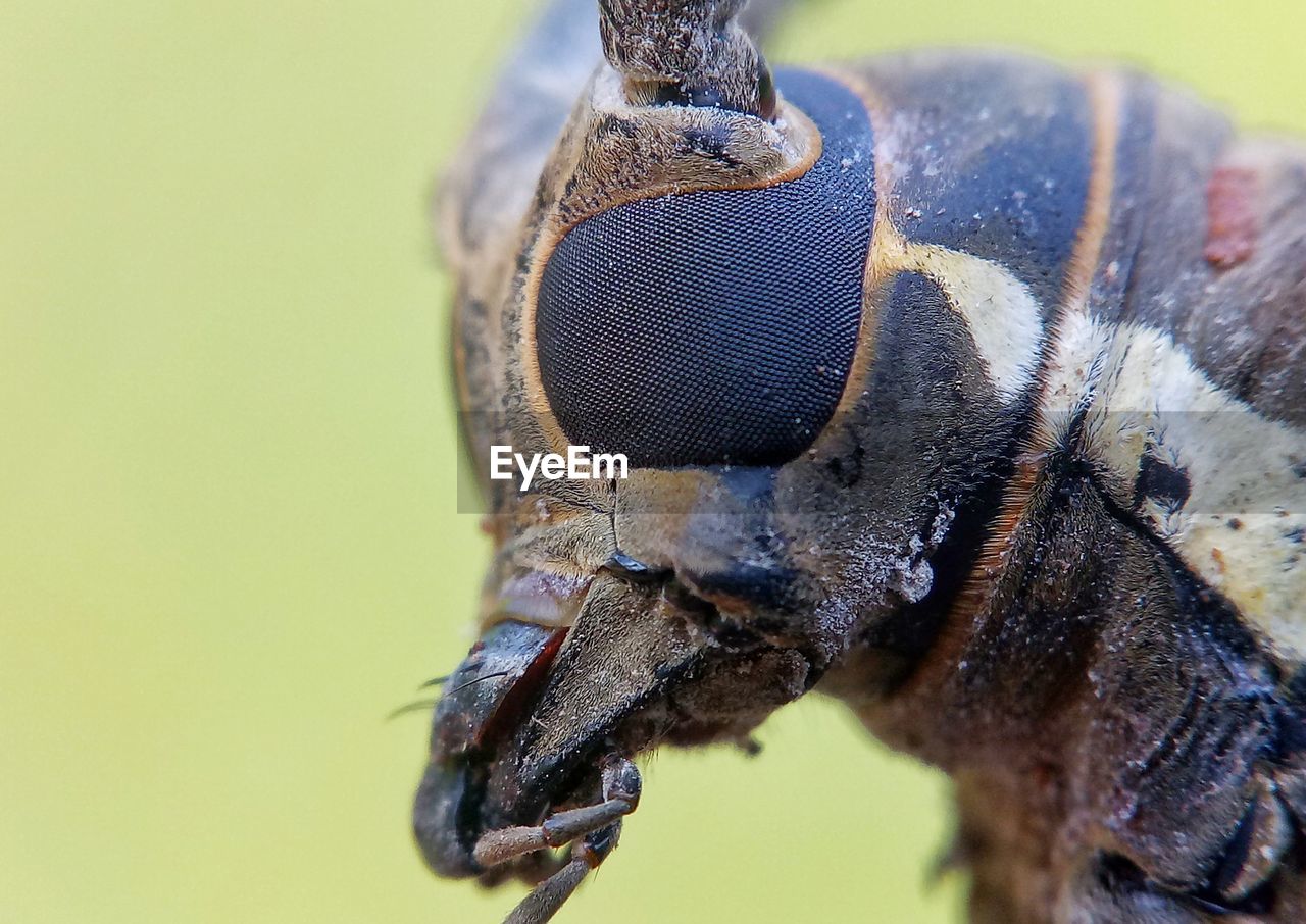 EXTREME CLOSE-UP OF FLY