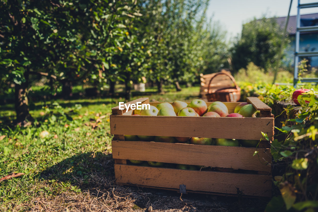 View of apples in field