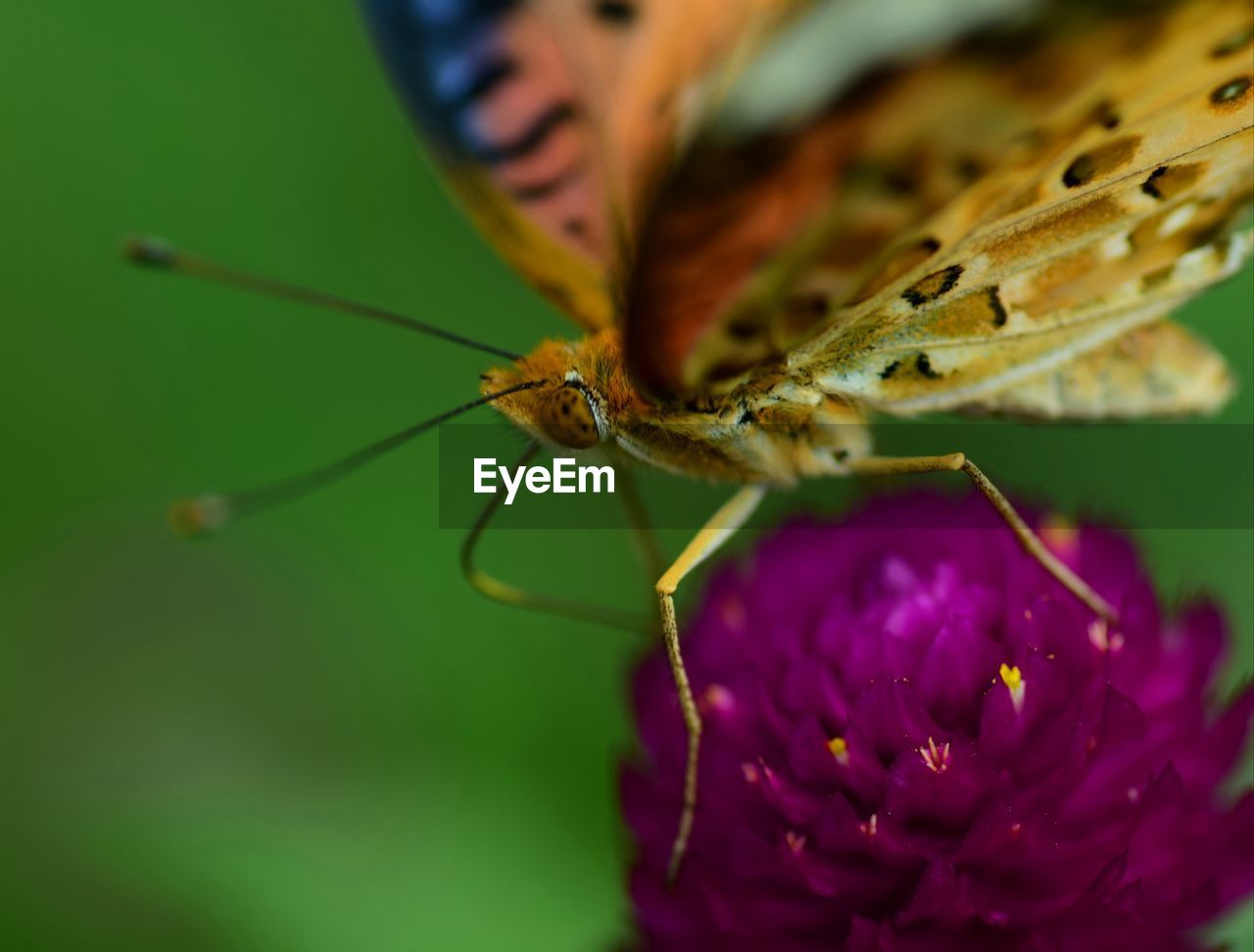 Close-up of butterfly pollinating on purple flower