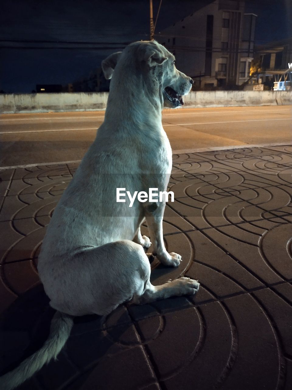 Cropped hand of woman with dog