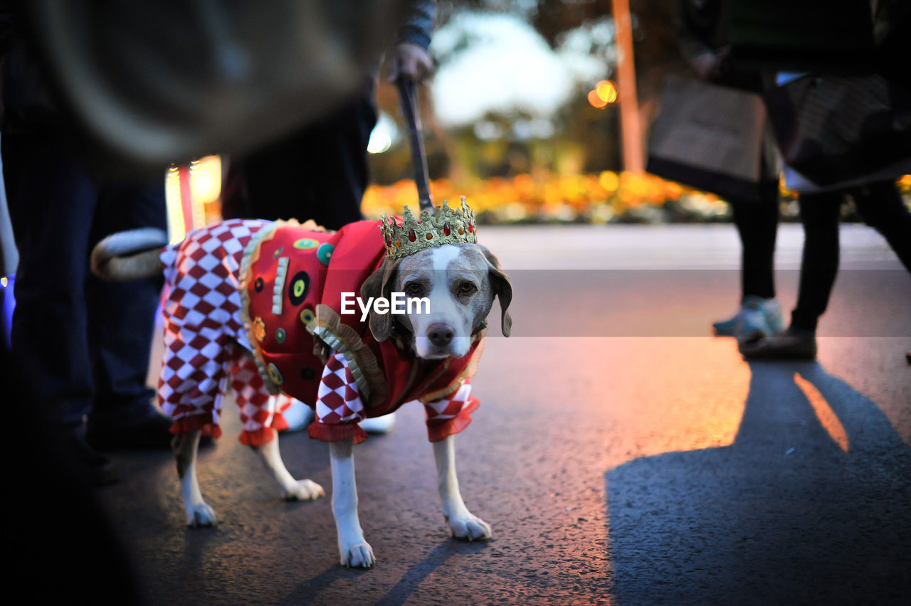 Full length of dog wearing costume on road