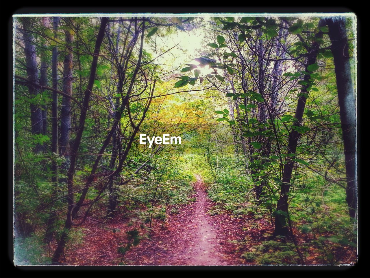 VIEW OF TREES IN FOREST