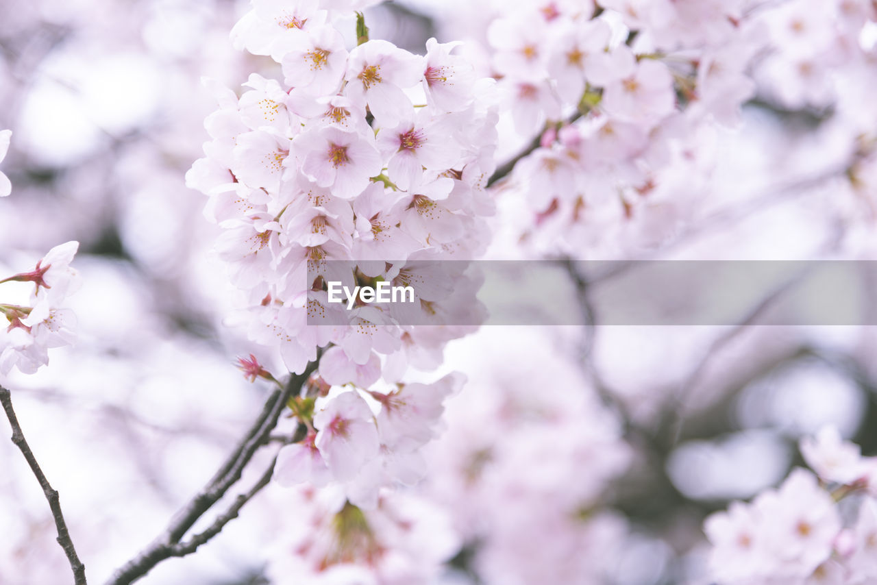 CLOSE-UP OF PINK CHERRY BLOSSOMS