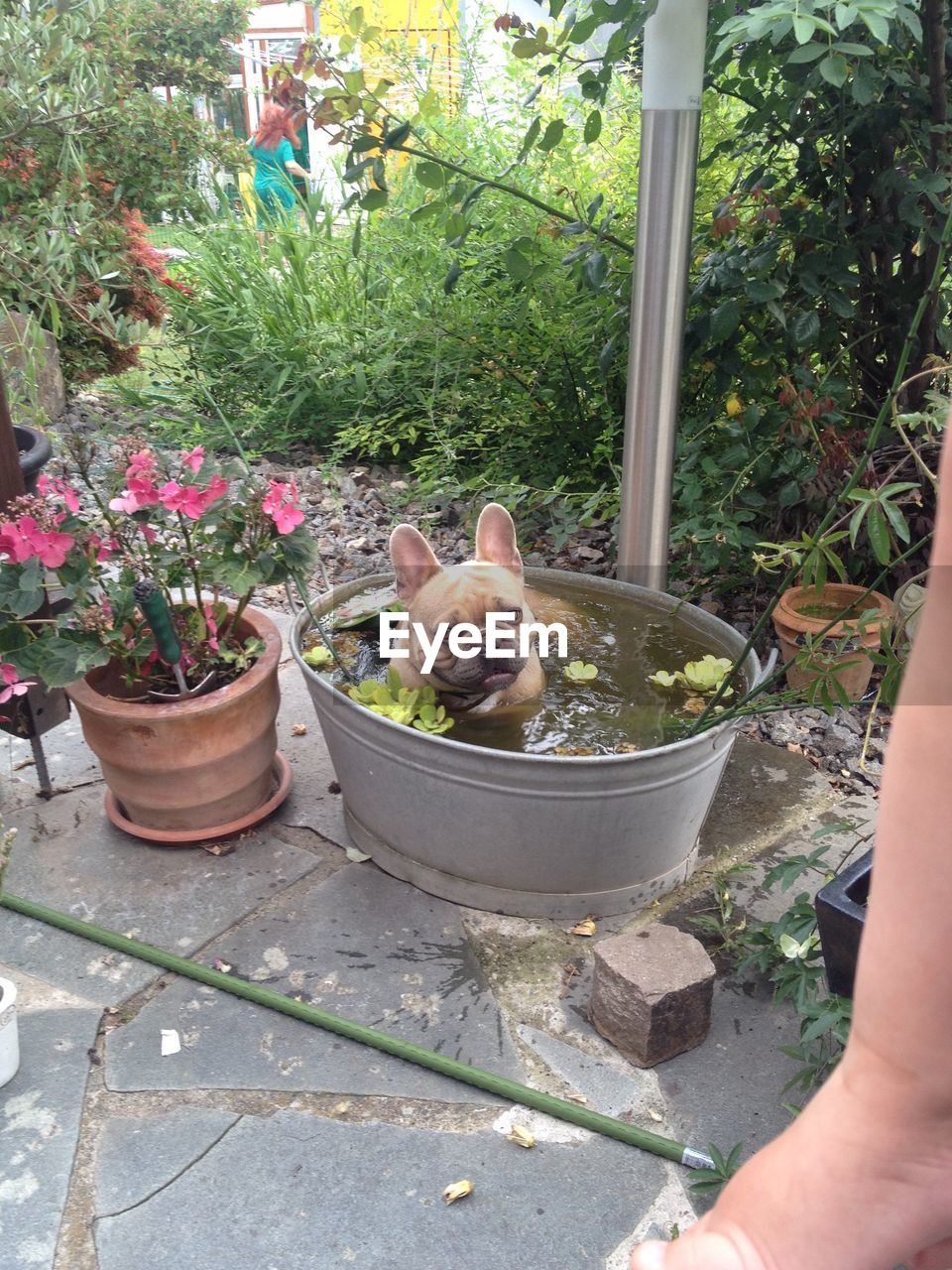 CAT ON PLANTS