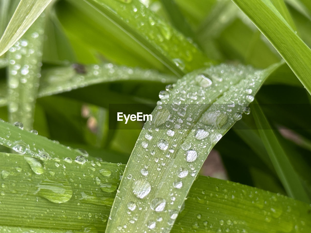 water, drop, wet, leaf, plant, plant part, moisture, green, dew, nature, close-up, beauty in nature, macro photography, freshness, growth, rain, no people, grass, plant stem, flower, blade of grass, outdoors, environment, tropical climate, purity, raindrop