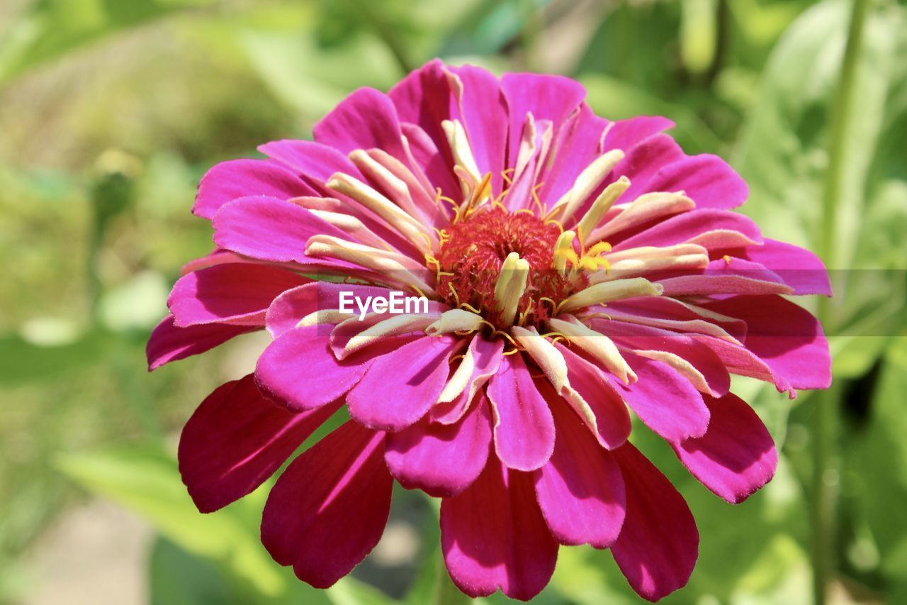 CLOSE-UP OF PINK FLOWER AGAINST PURPLE FLOWERING PLANT