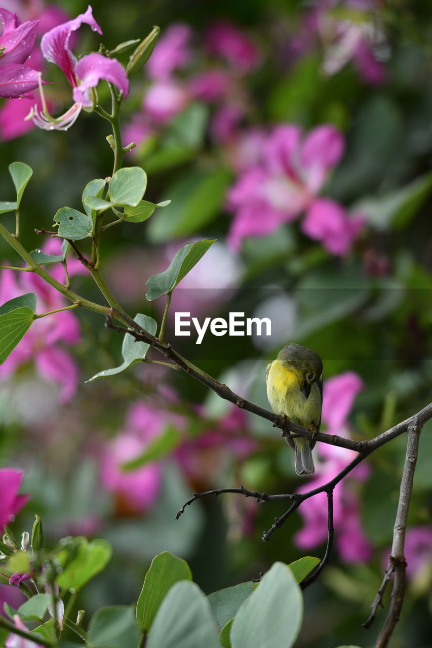 VIEW OF BIRD PERCHING ON PINK FLOWERING PLANT