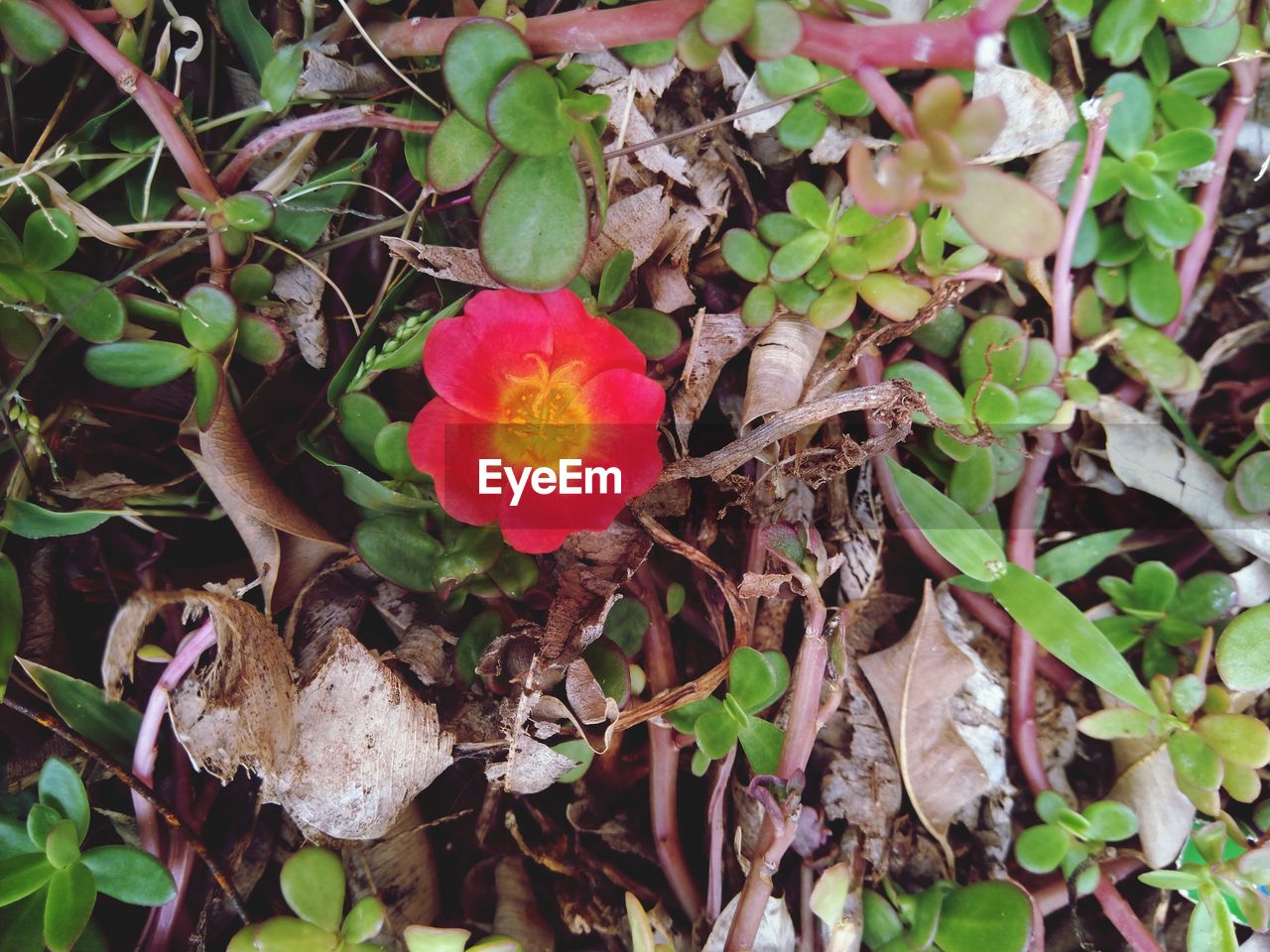 plant, flower, flowering plant, beauty in nature, nature, growth, plant part, leaf, freshness, fragility, petal, wildflower, high angle view, land, no people, inflorescence, flower head, close-up, day, field, outdoors, green, botany, red